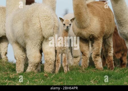 County Wicklow, Irland. April 2020. Ein zwei Tage alter Alpaca (bekannt als Cria), bleibt in der Nähe seiner Mutter auf Joe Phelans K2 Alpaca Farm in der Grafschaft Wicklow, Irland. Moleküle im Blut von Alpaca könnten während Covid-19 als nützliche Therapeutika dienen, so Forscher des Vlaams-Instituts für Biotechnologie in Gent. Antikörper, die im Blut der Kameliden gefunden wurden (Kamele, Lamas und Alpakas), wurden zuerst in der HIV-Forschung verwendet und haben sich gegen Viren wie MERS und SARS als wirksam erwiesen. Kredit: fran veale/Alamy Live News Stockfoto