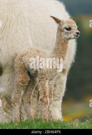 County Wicklow, Irland. April 2020. Ein zwei Tage alter Alpaca (bekannt als Cria), bleibt in der Nähe seiner Mutter auf Joe Phelans K2 Alpaca Farm in der Grafschaft Wicklow, Irland. Moleküle im Blut von Alpaca könnten während Covid-19 als nützliche Therapeutika dienen, so Forscher des Vlaams-Instituts für Biotechnologie in Gent. Antikörper, die im Blut der Kameliden gefunden wurden (Kamele, Lamas und Alpakas), wurden zuerst in der HIV-Forschung verwendet und haben sich gegen Viren wie MERS und SARS als wirksam erwiesen. Kredit: fran veale/Alamy Live News Stockfoto