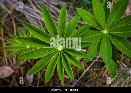 Großblättrige Lupinenblätter, Lupinus polyphyllus, in einem Wald in der Nähe des Sees Vansjø in Østfold, Norwegen. Stockfoto