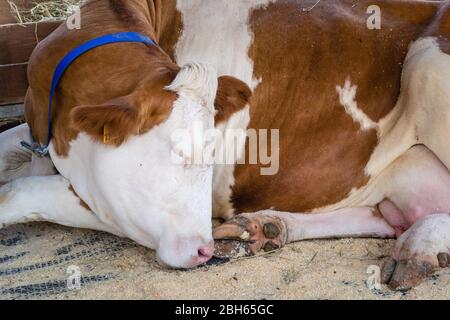 Reinrassige weiße rote Kuh schläft in einer offenen Voliere. Moderne Landwirtschaft. Stockfoto