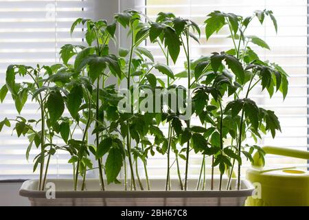 Tablett mit jungen Tomatensprossen auf der Fensterbank. Wachsende Sämlinge zu Hause. Stockfoto