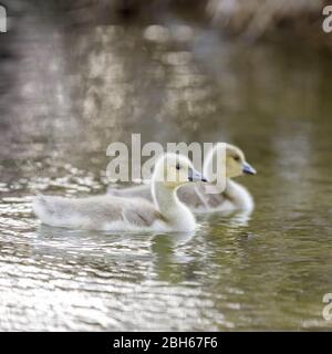 Canada Goose Gänse Schwimmen. Stockfoto