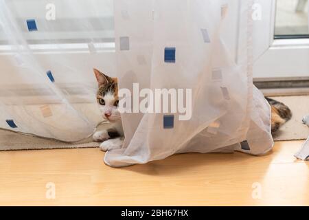 Dreifarbige Katze liegt in weißen Vorhängen in der Nähe des Fensters Stockfoto