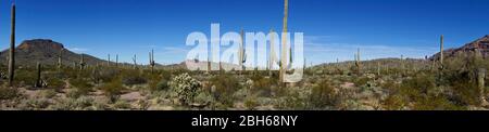 Panoramabild von Organ Pipe Cactus National Monument in Arizona USA Stockfoto