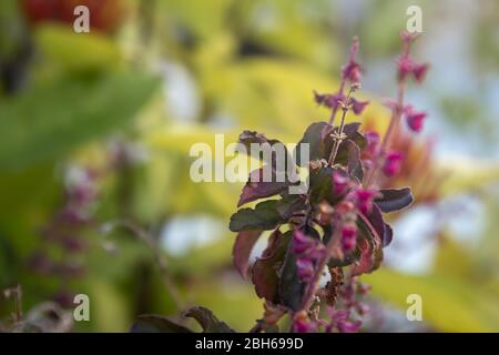 Schöne Ansicht von purpurrot grün-leaved heiligen Basilikum (Krishna tulsi) aromatische mehrjährige Pflanze. Auch als Ocimum tenuiflorum bezeichnet. Selektiver Fokus. Stockfoto