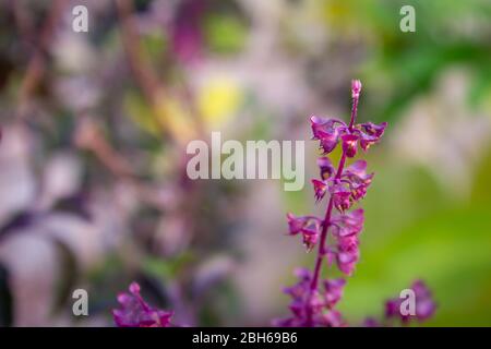 Schöne Ansicht von purpurrot grün-leaved heiligen Basilikum (Krishna tulsi) aromatische mehrjährige Pflanze. Auch als Ocimum tenuiflorum bezeichnet. Selektiver Fokus. Stockfoto