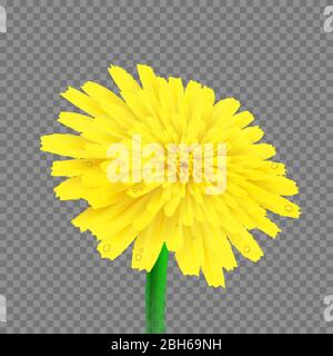 Realistische schöne Löwenzahn Blume isoliert, Vektor-Illustration Stock Vektor