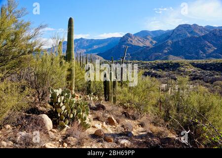 Verschiedene Arten von Kakteen im Catalina State Park in der Nähe von Tucson in Arizona USA Stockfoto