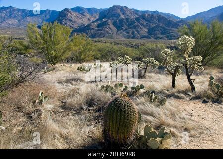 Verschiedene Arten von Kakteen im Catalina State Park in der Nähe von Tucson in Arizona USA Stockfoto