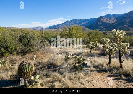 Verschiedene Arten von Kakteen im Catalina State Park in der Nähe von Tucson in Arizona USA Stockfoto