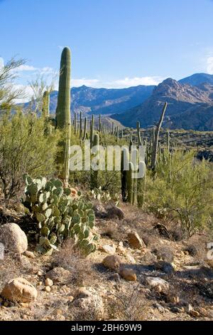 Verschiedene Arten von Kakteen im Catalina State Park in der Nähe von Tucson in Arizona USA Stockfoto