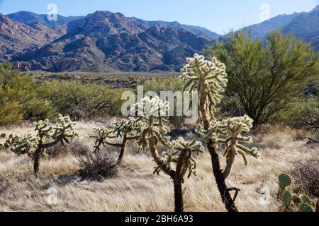 Kette Fruit Cholla (Opuntia fulgida) im Catalina State Park in der Nähe von Tucson in Arizona USA Stockfoto