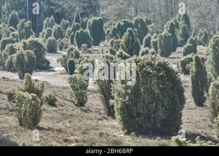 Wacholdersträucher und Wacholderbäume, wissenschaftlich Juniperus communis, in der Heide im Norden Deutschlands in trüblichem Licht Stockfoto