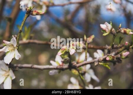 Frühling in Pomos Village, Paphos, Zypern Stockfoto