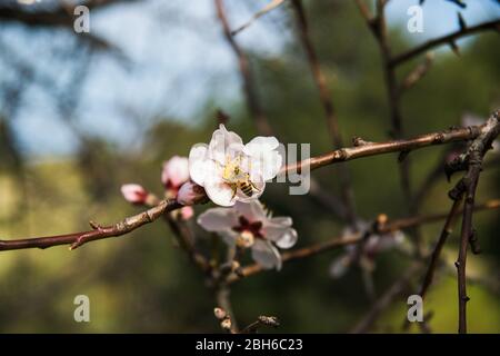 Frühling in Pomos Village, Paphos, Zypern Stockfoto