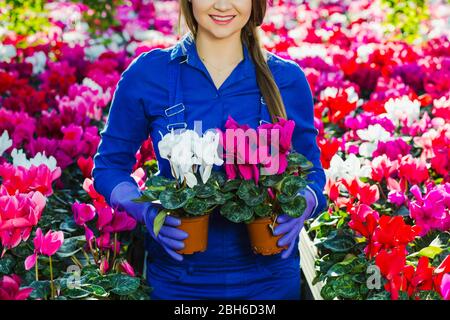 Positive Mitarbeiterin des Gartencenters, die zwei Topfblumen in den Händen hält. Wachsende Topfpflanze Stockfoto