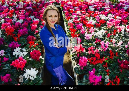 Frau Gartenbauarbeiterin, während sie im Gewächshaus mit vielen Cyclamen steht. Industrielle Kultivierung von Blumen Stockfoto