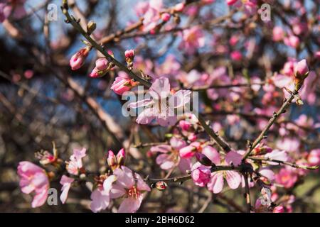 Frühling in Pomos Village, Paphos, Zypern Stockfoto