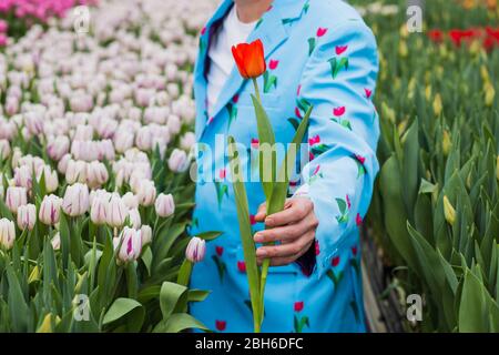 Männliche Hand gibt eine rote Tulpe, close-up, in einem Gewächshaus mit vielen Tulpen stehen. Stockfoto