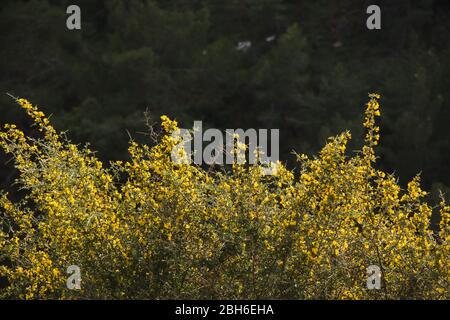 Frühling in Pomos Village, Paphos, Zypern Stockfoto