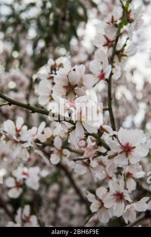 Frühling in Pomos Village, Paphos, Zypern Stockfoto