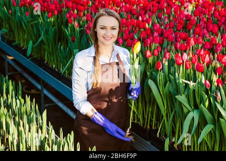 Gärtnerin, die eine Tulpe hält, in einem Gewächshaus stehend. Industrielle Kultivierung von Blumen Stockfoto