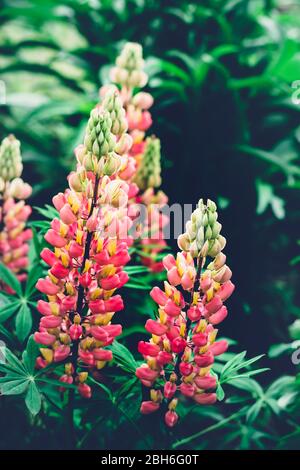 Sommer dunklen Hintergrund mit schönen Lupine Blumen. Kräftige Farben. Unscharfer natürlicher Hintergrund. Stockfoto