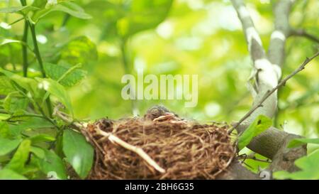 Schwarzvogel Mutter schützt Eier im Nest. American Robin Drohend schaut Kamera in einem Nest, die sich um neugeborene Vögel kümmert, die noch blind sind Stockfoto