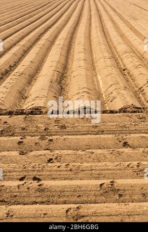 Kultiviertes Feld, gepflügte Reihen im Muster. Stockfoto