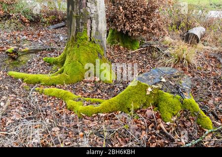 Moospflanzen, Bryophyta, auf einem Baumstamm im Wald in Rheinland-Pfalz, Deutschland, Westeuropa Stockfoto