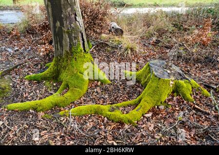 Moospflanzen, Bryophyta, auf einem Baumstamm im Wald in Rheinland-Pfalz, Deutschland, Westeuropa Stockfoto