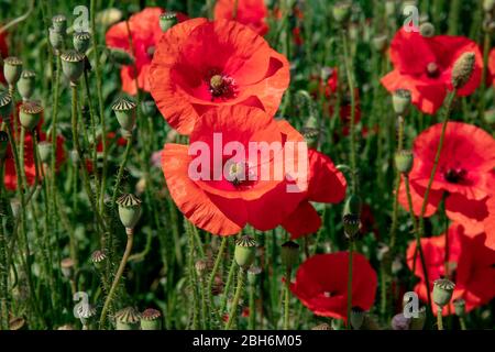 Schöne große leuchtend rote Mohnblumen blühen in einem grünen Feld an einem sonnigen Tag. Frühling blühende papaver im Garten. Natürlicher floraler Hintergrund. Copyspace Stockfoto