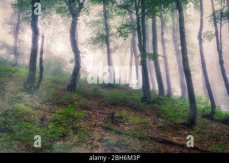 Mystischer Wald an einem Berghang im Nebel. Waldatmosphäre mit dichtem Nebel. Ein Fußweg durch den Wald mit Nebel. Stockfoto