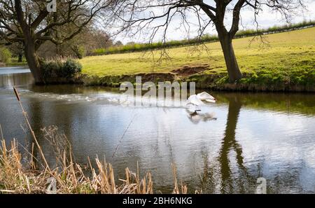 Ein Schwan, der von einem Fluss in Barnt Green, Worcestershire, Großbritannien abbricht Stockfoto