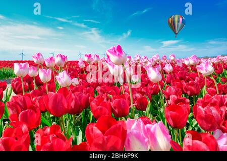 Rote und längere rosa Tulpen in einem Feld, mit Weitwinkellinse von unten, pastellfarbener Heißluftballon im Hintergrund. Windmühlen im Hintergrund Stockfoto