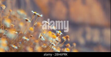 Kleine sanfte Gänseblümchen über verschwommenem Hintergrund, abstrakter Blumenrand, Wildblumen als alternative Medizin, Kräuterbehandlungskonzept Stockfoto