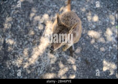 Australische Wallabie auf einer Steinoberfläche, die etwas zu essen haben möchte Stockfoto