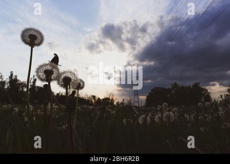 Löwenzahn-Blüten schließen sich im Vordergrund, beleuchtet von Sonnenuntergang Sonne jenseits des Feldes, mit Sturmwolken nähern. Stockfoto