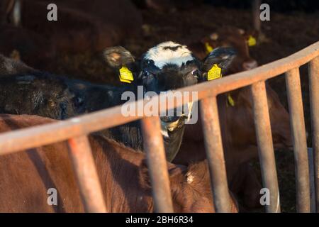 Ashford, Kent, Großbritannien. April 2020. Hamstreet Dorfleben während der Coronavirus Pandemie. Edna die lokale Bauern Kuh. ©Paul Lawrenson 2020, Foto: Paul Lawrenson/Alamy Live News Stockfoto