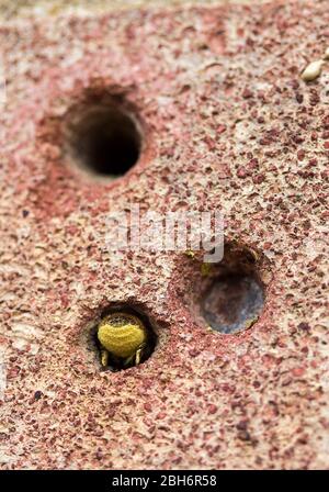 Biene (Mauerwerk oder Mörtel) im Frühjahr mit gebohrten Löchern in Hausziegeln Eier legen in dann versiegeln den Eingang mit Holzfleisch oder Vegetationsmaterial Stockfoto