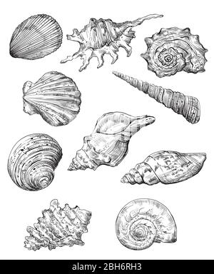 Handzeichnung Satz Muscheln. Vektor monochrome Skizze Illustration von Muscheln in schwarzer Farbe isoliert auf weißem Hintergrund. Entwerfen von Reiseelementen, Stock Vektor
