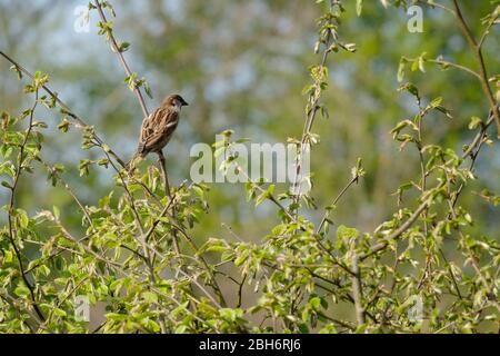 Das Haus Sparrow liegt auf einem Ast in der Hecke. Frühlingszeit. Helles Foto. Stockfoto