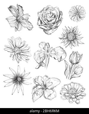 Hand Zeichnung Satz von Blumen. Vektor monochrome Skizze Illustration von Blumen in schwarzer Farbe isoliert auf weißem Hintergrund. Design floral summeer eleme Stock Vektor