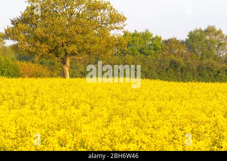 Ashford, Kent, Großbritannien. April 2020. Dorfleben während der Coronavirus-Pandemie. Ein Feld voller Raps (Brassica napus). ©Paul Lawrenson 2020, Foto: Paul Lawrenson/Alamy Live News Stockfoto