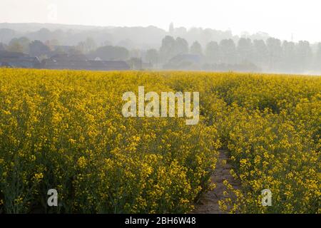 Ashford, Kent, Großbritannien. April 2020. Hamstreet Dorfleben während der Coronavirus Pandemie. Kent ländlichen Rapsfelder mit frühen dunstigen Sonnenschein. ©Paul Lawrenson 2020, Foto: Paul Lawrenson/Alamy Live News Stockfoto