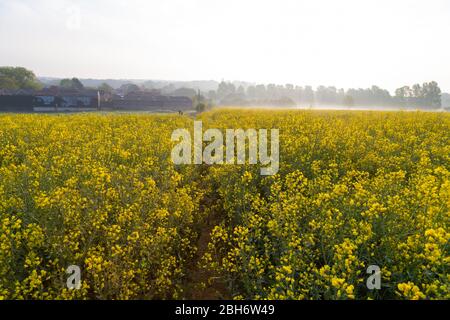 Ashford, Kent, Großbritannien. April 2020. Hamstreet Dorfleben während der Coronavirus Pandemie. Kent ländlichen Rapsfelder mit frühen dunstigen Sonnenschein. ©Paul Lawrenson 2020, Foto: Paul Lawrenson/Alamy Live News Stockfoto