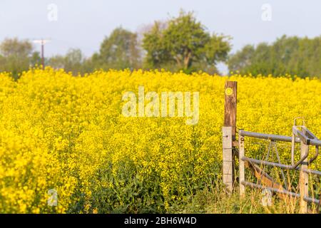 Ashford, Kent, Großbritannien. April 2020. Hamstreet Dorfleben während der Coronavirus Pandemie. Kent ländlichen Raps (Brassica napus) Felder mit einem Schild für öffentliche Wanderwege. ©Paul Lawrenson 2020, Foto: Paul Lawrenson/Alamy Live News Stockfoto