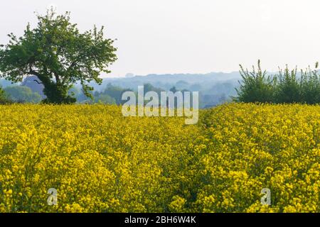 Ashford, Kent, Großbritannien. April 2020. Hamstreet Dorfleben während der Coronavirus Pandemie. Kent ländlichen Raps (Brassica napus) Felder mit frühen dunstig Sonnenschein. ©Paul Lawrenson 2020, Foto: Paul Lawrenson/Alamy Live News Stockfoto