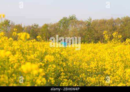 Ashford, Kent, Großbritannien. April 2020. Hamstreet Dorfleben während der Coronavirus Pandemie. Kent ländlichen Raps (Brassica napus) Felder mit einem frühen Riser zu Fuß durch die Felder. ©Paul Lawrenson 2020, Foto: Paul Lawrenson/Alamy Live News Stockfoto