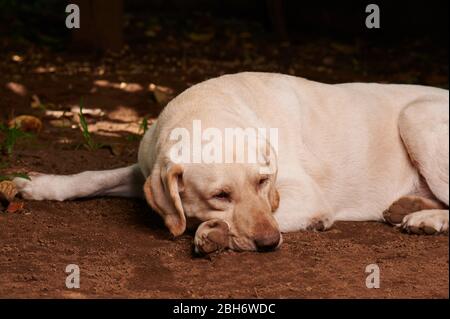 Der verschlafene labrador-Hund lag auf dem Boden im Garten Stockfoto